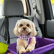 Bexley is registered to the contest to win money with this photo: animal, car_interior, car_seat, companion, cute, dog, fluffy, headrest, indoor, leather_seat, looking_at_camera, pet, purple_blanket, purple_harness, restraint, seat, seatbelt, small_dog, travel, window