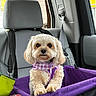 animal, car_interior, car_seat, companion, cute, dog, fluffy, headrest, indoor, leather_seat, looking_at_camera, pet, purple_blanket, purple_harness, restraint, seat, seatbelt, small_dog, travel, window