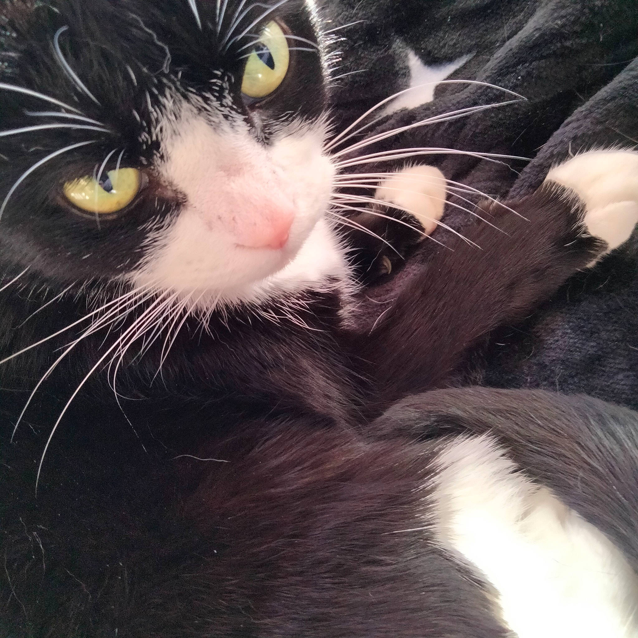 Shadow joined the competition — help win amazing prizes! carnivore, cat, claw, close_up, comfort, domestic_short_haired_cat, eye, felidae, fur, head, paw, photography, small_to_medium_sized_cats, snout, tail, terrestrial_animal, whiskers