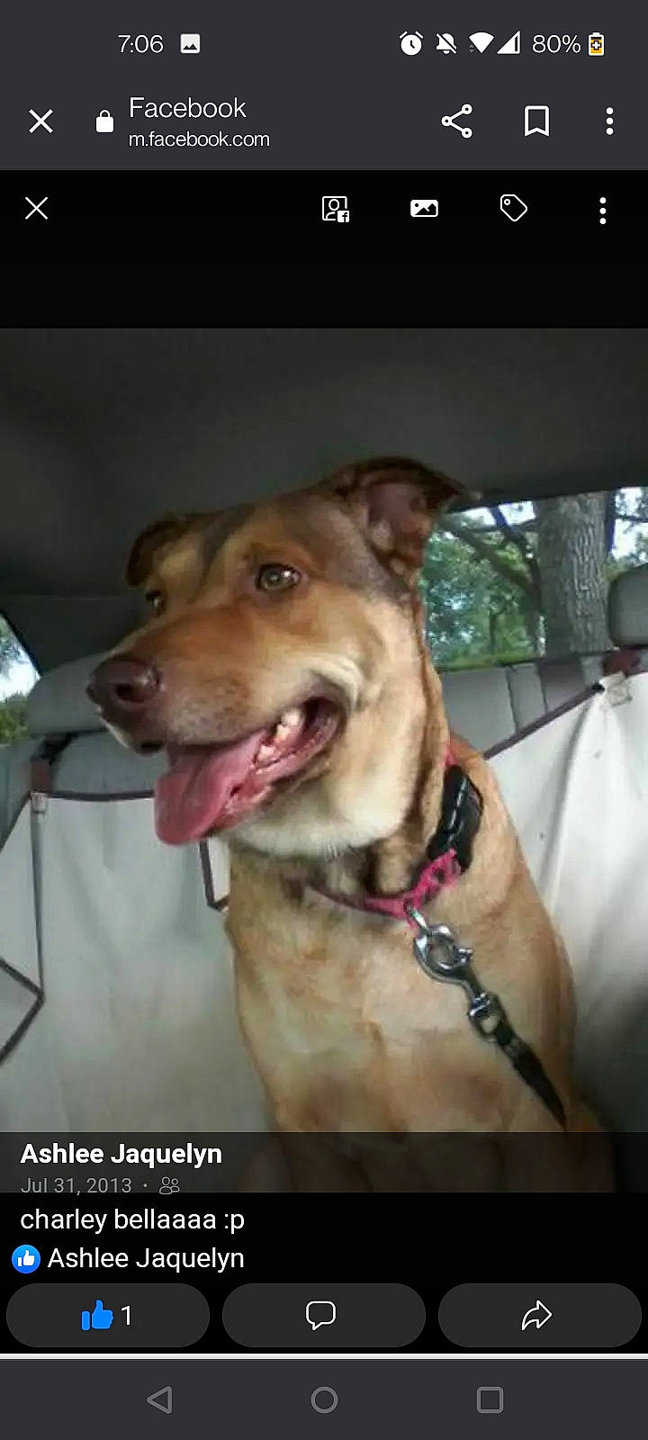 Charley is registered to the contest to win money with this photo: carnivore, collar, companion_dog, dog, dog_breed, dog_collar, fang, fawn, fur, guard_dog, leash, liver, pet_supply, smile, snout, street_dog, whiskers, windshield, working_animal, working_dog