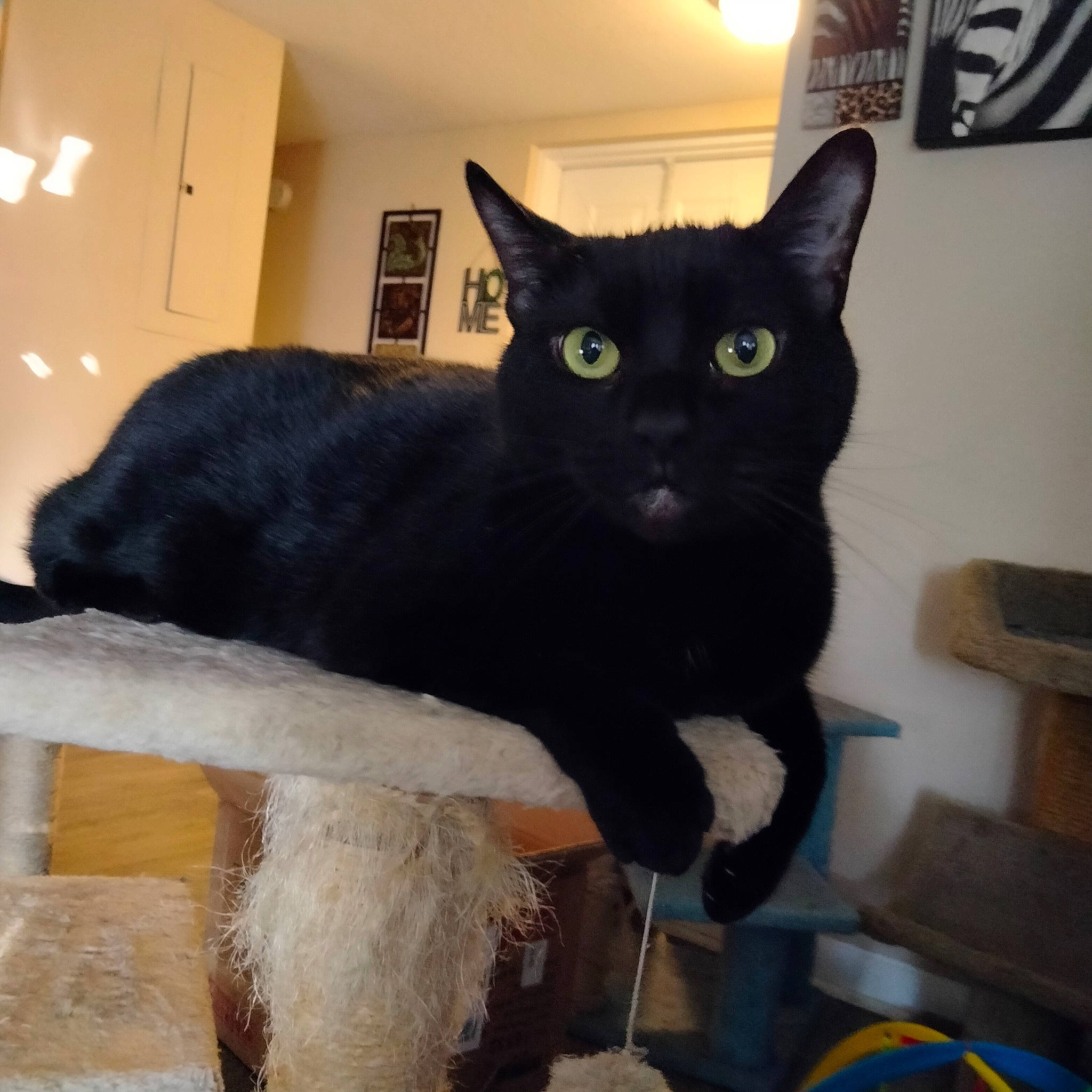 Hannah joined the competition — help win amazing prizes! black_cat, bombay, carnivore, cat, chair, domestic_short_haired_cat, felidae, fur, pet_supply, small_to_medium_sized_cats, snout, tail, whiskers, window