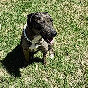 Melody is registered to the contest to win money with this photo: animal, brindle, canine, cute, daylight, dog, friendly, fur, grass, happy, nature, necklace, outdoor, pearls, pet, playful, shadow, sitting, sunlight, tongue_out