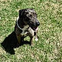 animal, brindle, canine, cute, daylight, dog, friendly, fur, grass, happy, nature, necklace, outdoor, pearls, pet, playful, shadow, sitting, sunlight, tongue_out