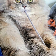 Belle joined the competition — help win amazing prizes! cat, fluffy, green_eyes, string, playing, close_up, pet, animal, fur, whiskers, cute, indoor, relaxed, paws, muzzle, portrait, feline, domestic_cat, curious, funny