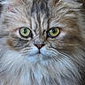 Belle is registered to the contest to win money with this photo: cat, fluffy, close_up, green_eyes, pet, animal, feline, whiskers, fur, portrait, cute, domestic_cat, face, nose, ears, indoor, looking, muzzle, soft, closeup