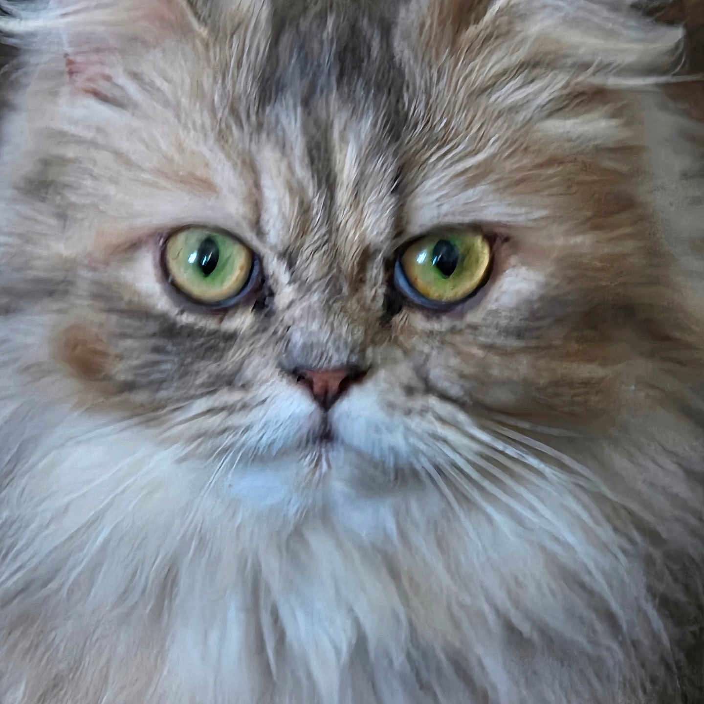 Belle