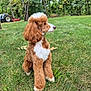 Tiger is registered to the contest to win money with this photo: dog, poodle, curly_fur, brown_and_white, grass, outdoor, park, trees, pet, sitting, animal, nature, canine, fur, landscape, daylight, lawn, mammal, cute, domestic_animal
