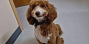 Tiger joined the competition — help win amazing prizes! dog, poodle, brown, white, fur, pet, indoor, hallway, floor, door, collar, cute, animal, waiting, looking_up, portrait, canine, friendly, companion, curious