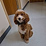 dog, poodle, brown, white, fur, pet, indoor, hallway, floor, door, collar, cute, animal, waiting, looking_up, portrait, canine, friendly, companion, curious