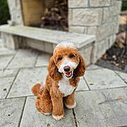 Tiger joined the competition — help win amazing prizes! dog, puppy, smiling, outdoor, patio, stone, fireplace, fur, brown, white, cute, pet, happy, friendly, animal, companion, sitting, curly_coat, tongue, ears