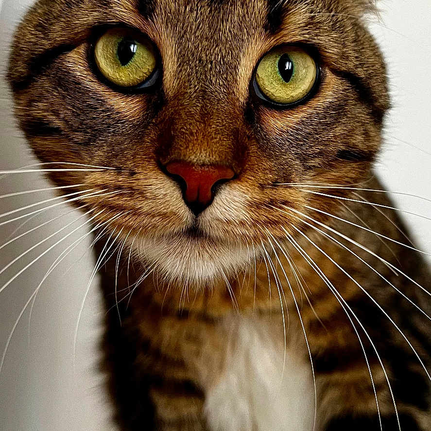 Hunter