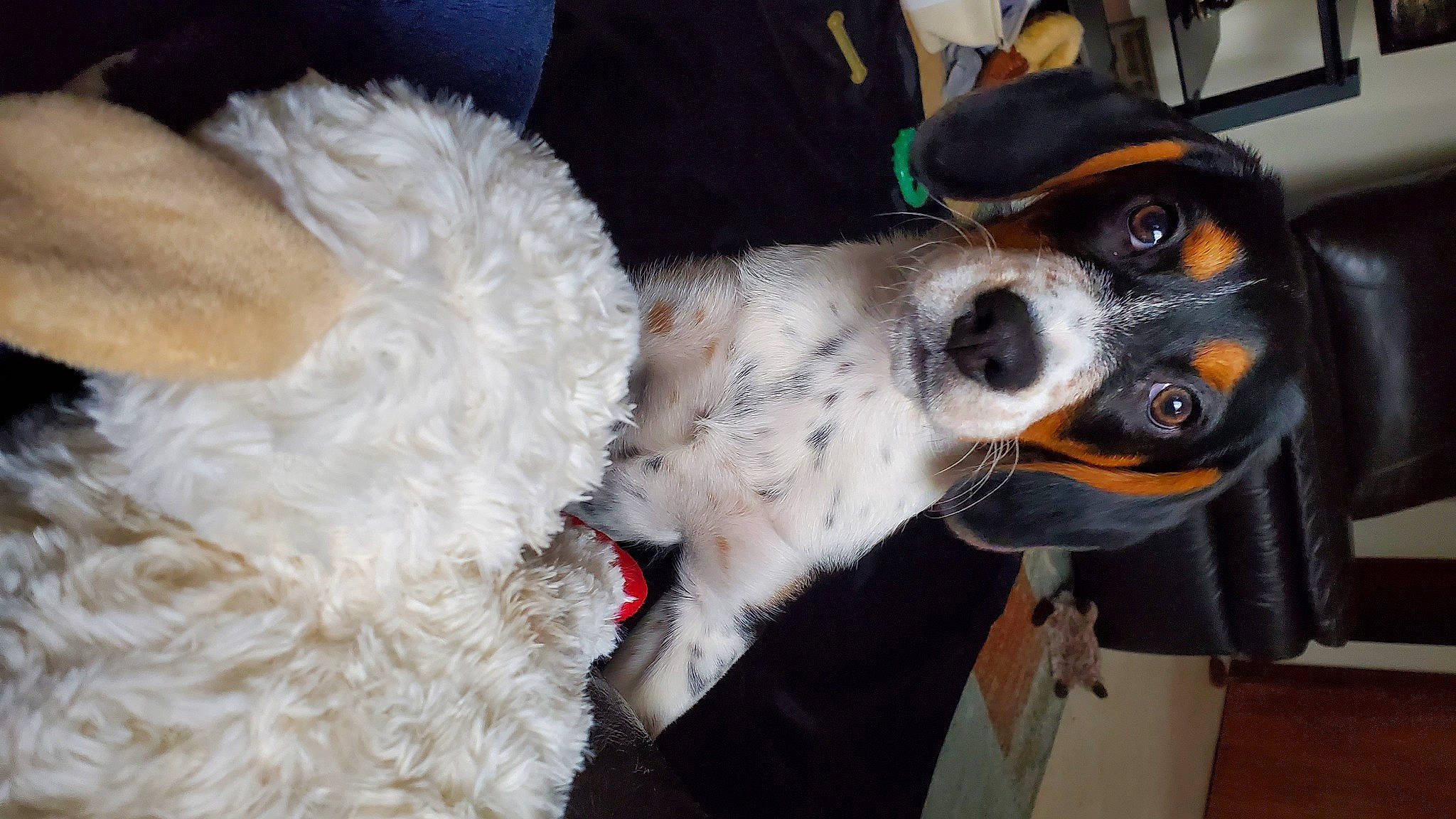 Iris is registered to the contest to win money with this photo: canidae, carnivore, collar, companion_dog, costume_hat, dog, dog_breed, dog_collar, dog_supply, event, eyewear, fashion_accessory, fur, hat, leash, snout, sporting_group, toy_dog, whiskers, working_animal