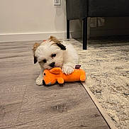 Lace joined the competition — help win amazing prizes! animal, architecture, building, canine, couch, dog, furniture, hardwood, indoors, interiordesign, livingroom, person, pet, poodle, puppy, room, terrier, toy, whitedog, wood