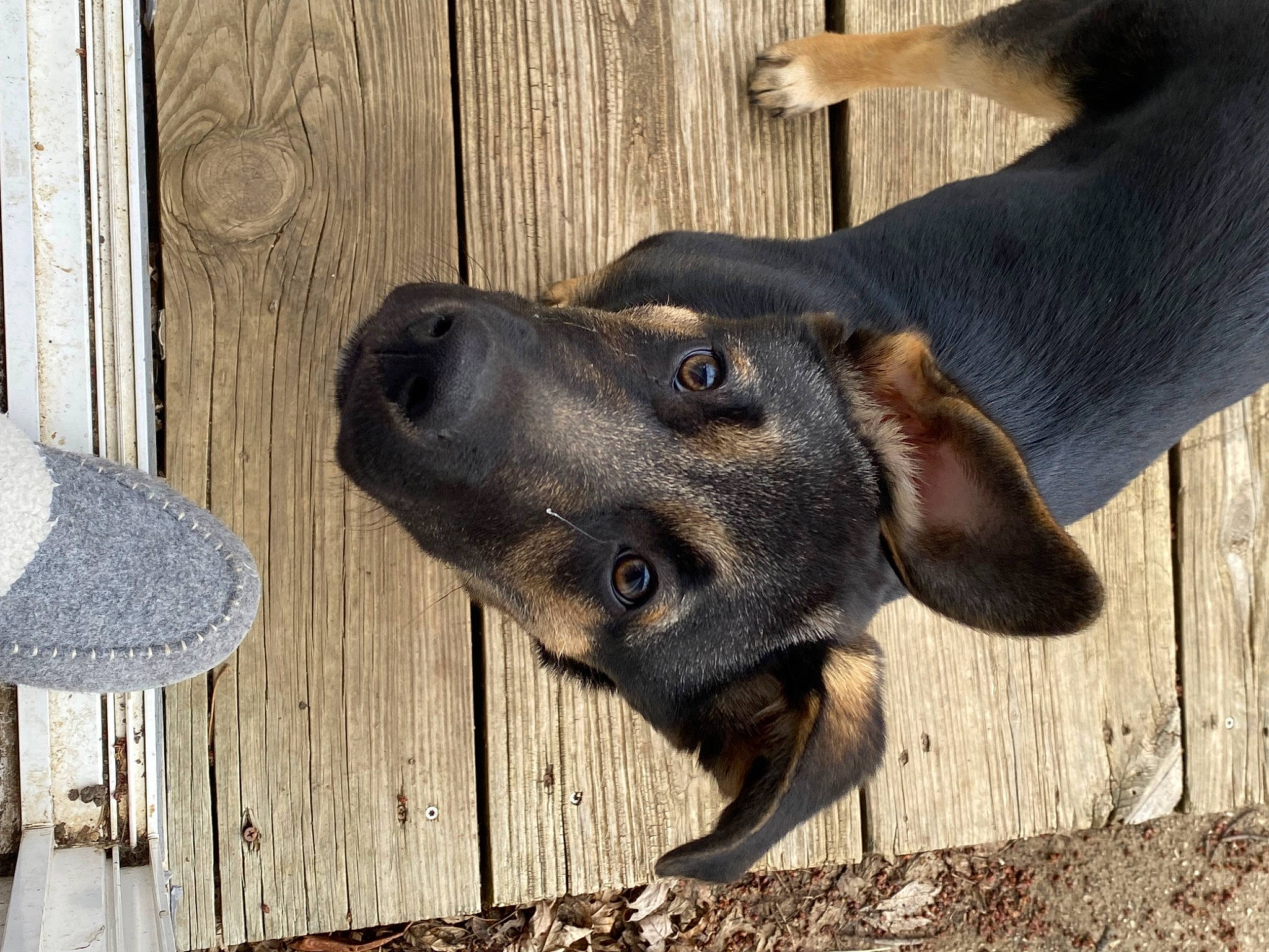 Jax joined the competition — help win amazing prizes! canidae, carnivore, companion_dog, dog, dog_breed, ear, fawn, fur, guard_dog, hardwood, liver, natural_material, pet_supply, plant, snout, sporting_group, terrestrial_animal, whiskers, wood, working_animal