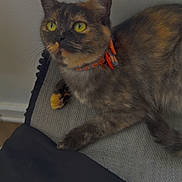 Luna joined the competition — help win amazing prizes! cat, tortoiseshell_cat, yellow_eyes, orange_collar, pumpkin_decorations, indoor, lounging, gray_surface, black_fabric, curious, pet, feline, whiskers, ears, paw, wall, texture, closeup, animal, domestic