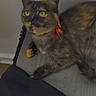 cat, tortoiseshell_cat, yellow_eyes, orange_collar, pumpkin_decorations, indoor, lounging, gray_surface, black_fabric, curious, pet, feline, whiskers, ears, paw, wall, texture, closeup, animal, domestic