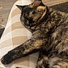 cat, tortoiseshell_cat, sleeping, lap, person, pants, checkered_pattern, beige, white, wooden_floor, indoor, resting, pet, feline, fur, cozy, relaxation, animal, comfort, home