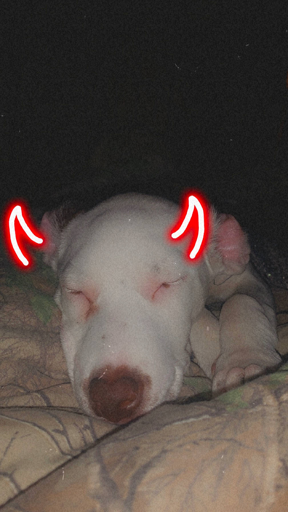 Mary Jane is registered to the contest to win money with this photo: canidae, carmine, darkness, dog_breed, domestic_pig, event, fun, fur, grass, livestock, midnight, night, non_sporting_group, snout, suidae, tail, terrestrial_animal, whiskers, working_animal