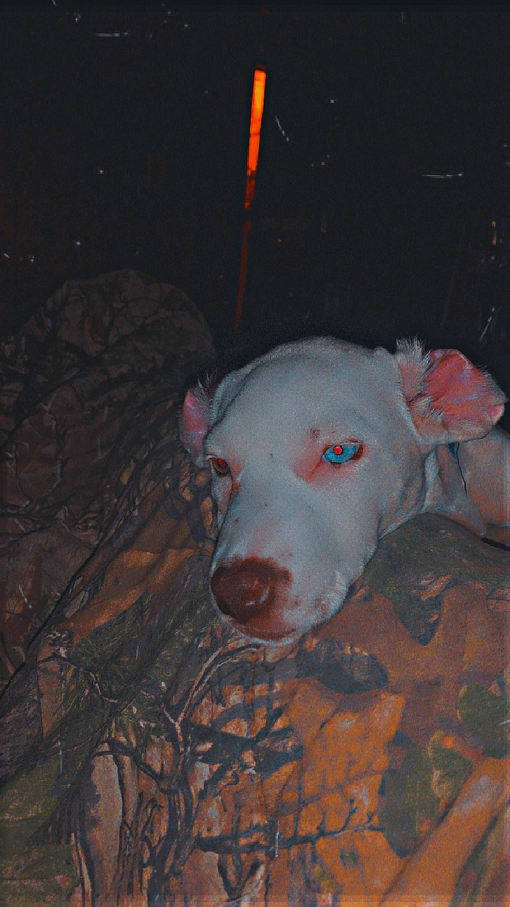 Mary Jane is registered to the contest to win money with this photo: automotive_lighting, carmine, darkness, dog_breed, domestic_pig, electric_blue, event, flesh, livestock, midnight, night, non_sporting_group, snout, suidae, terrestrial_animal