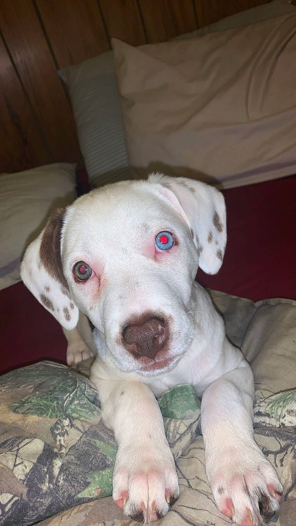 Mary Jane is registered to the contest to win money with this photo: canidae, carnivore, companion_dog, dog, dog_breed, fawn, non_sporting_group, snout, sporting_group, terrestrial_animal, whiskers, working_animal