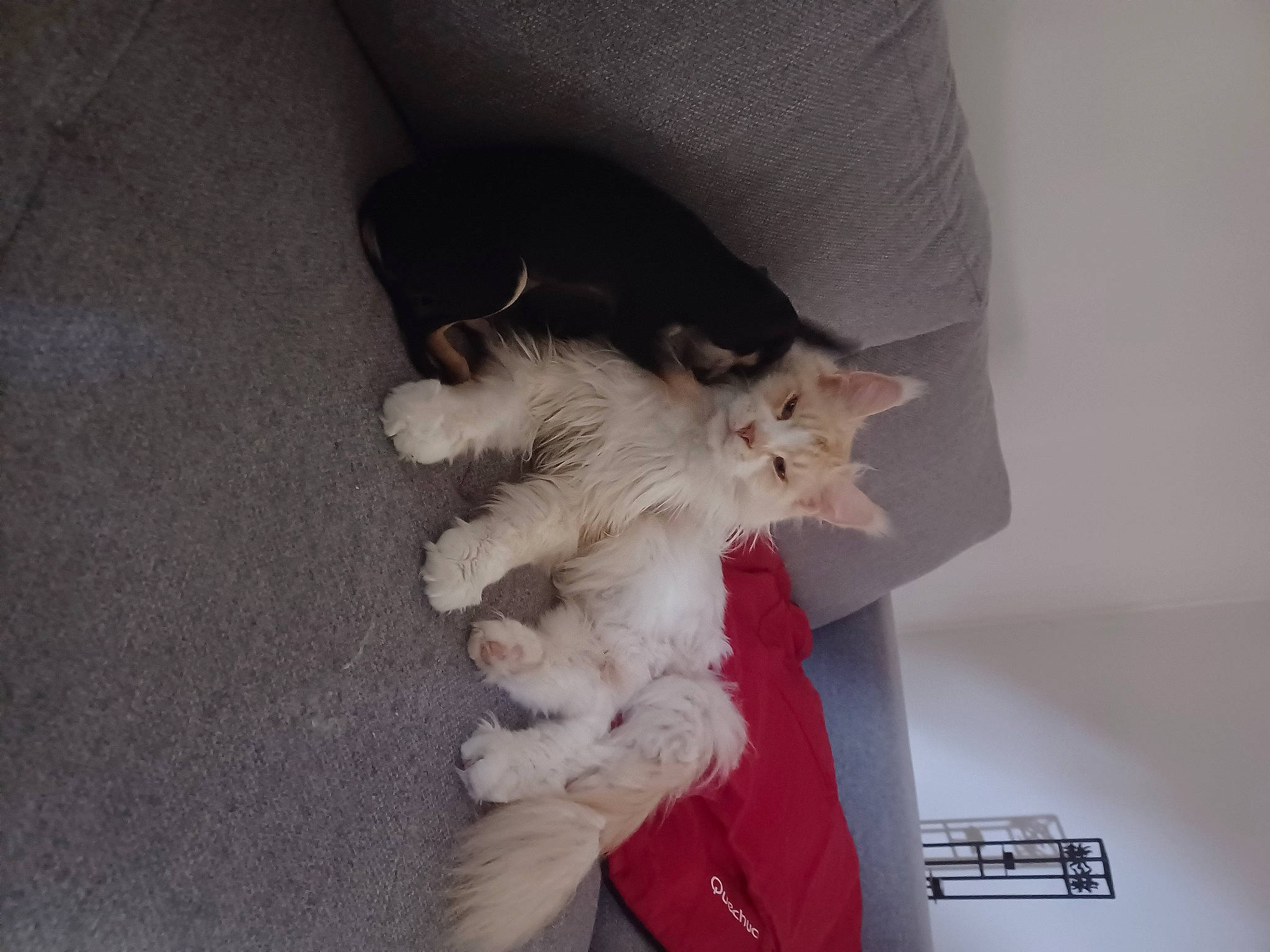 Saeros participe au concours pour gagner de l'argent avec cette photo : canidae, carnivore, cat, claw, comfort, companion_dog, dog_breed, domestic_short_haired_cat, fawn, felidae, flooring, fur, hardwood, nap, paw, small_to_medium_sized_cats, stuffed_toy, tail, whiskers, wood