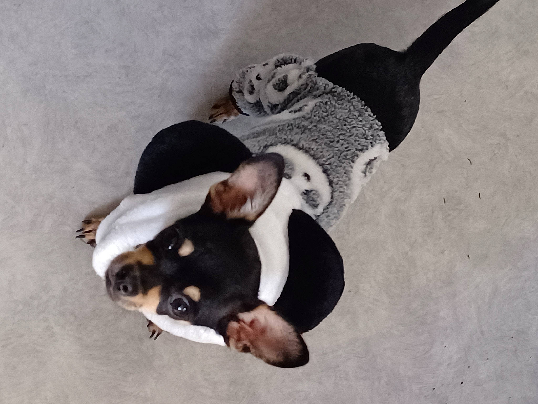 Diego