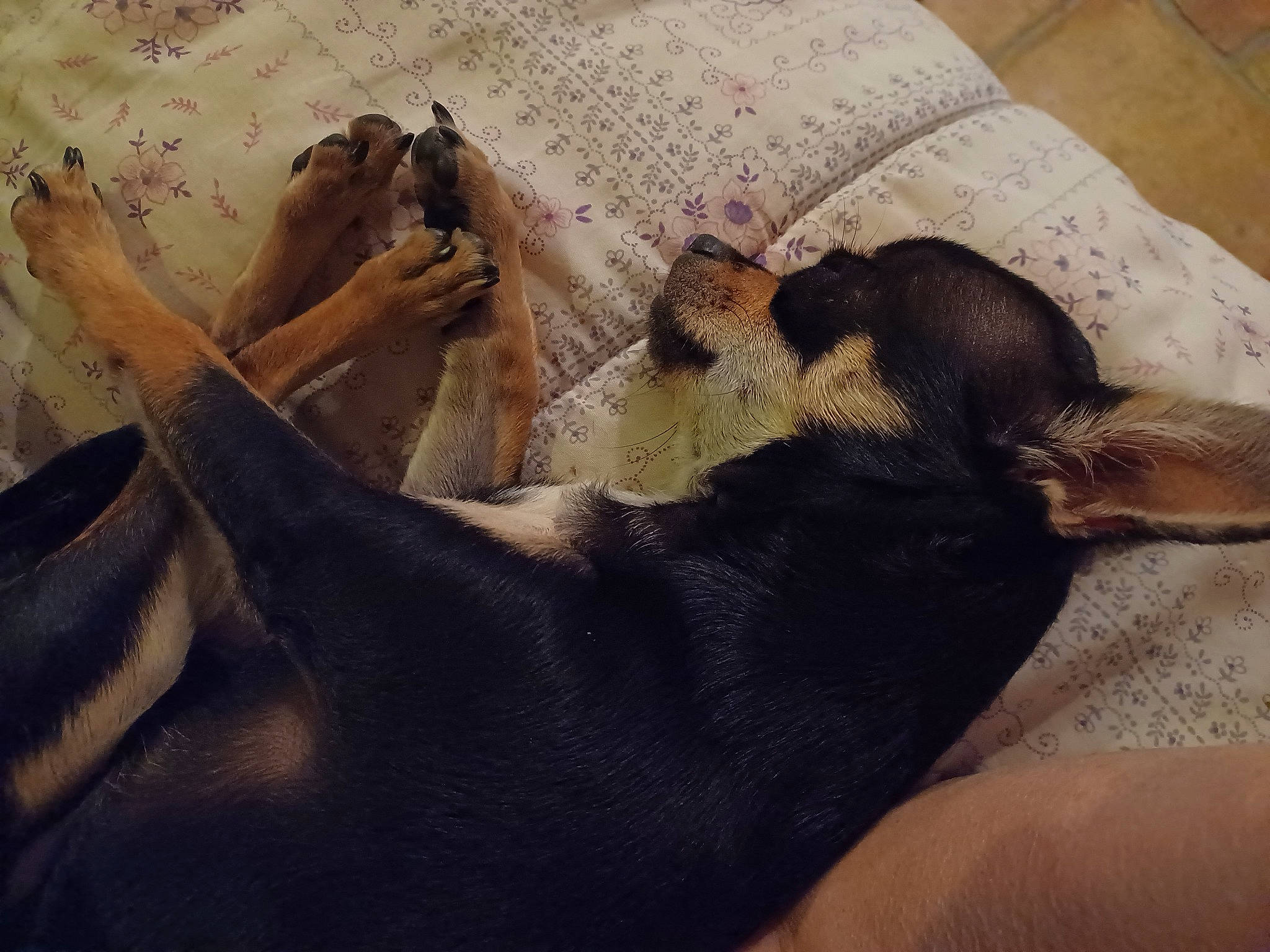 Diego a rejoint le concours — aidez-le/la à gagner de superbes lots ! art, barefoot, bedding, bedtime, carnivore, comfort, companion_dog, dog, dog_breed, fawn, foot, fur, human_leg, linens, paw, sitting, tail, thigh, whiskers, wood