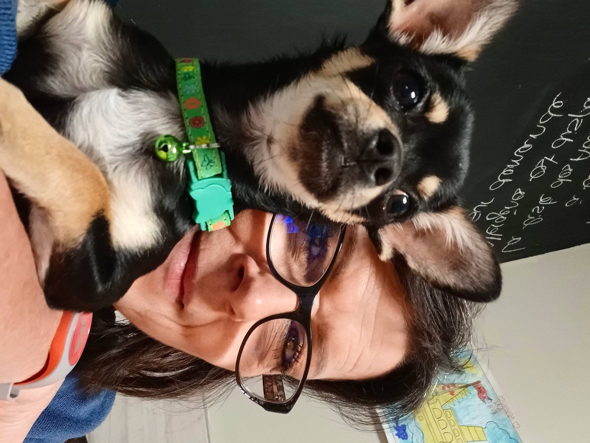 Diego participe au concours pour gagner de l'argent avec cette photo : audio_equipment, canidae, carnivore, collar, companion_dog, dog, dog_breed, dog_collar, dog_supply, ear, eyewear, fashion_accessory, fawn, fur, goggles, leash, snout, sporting_group, sunglasses, working_animal