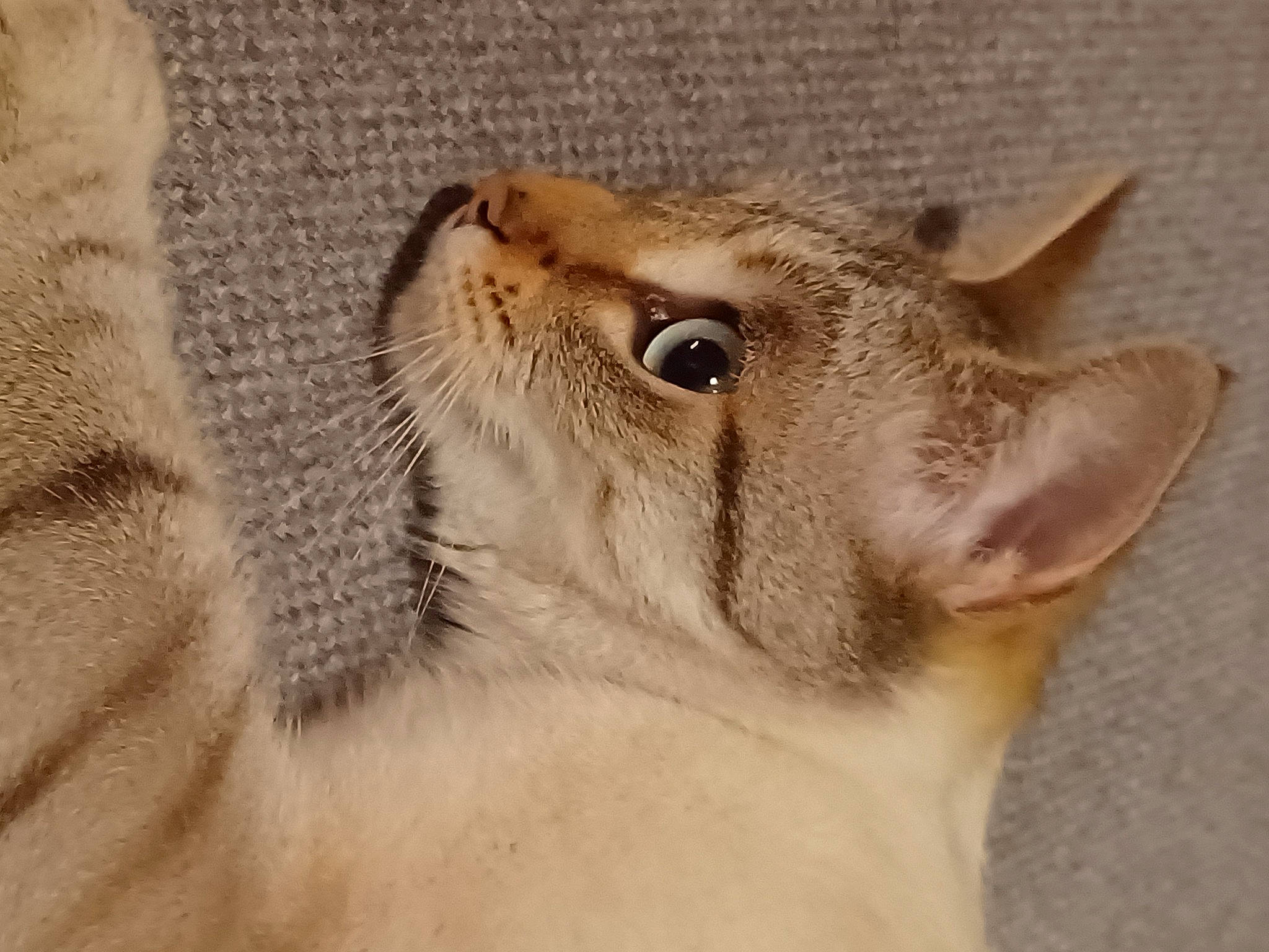 Maya