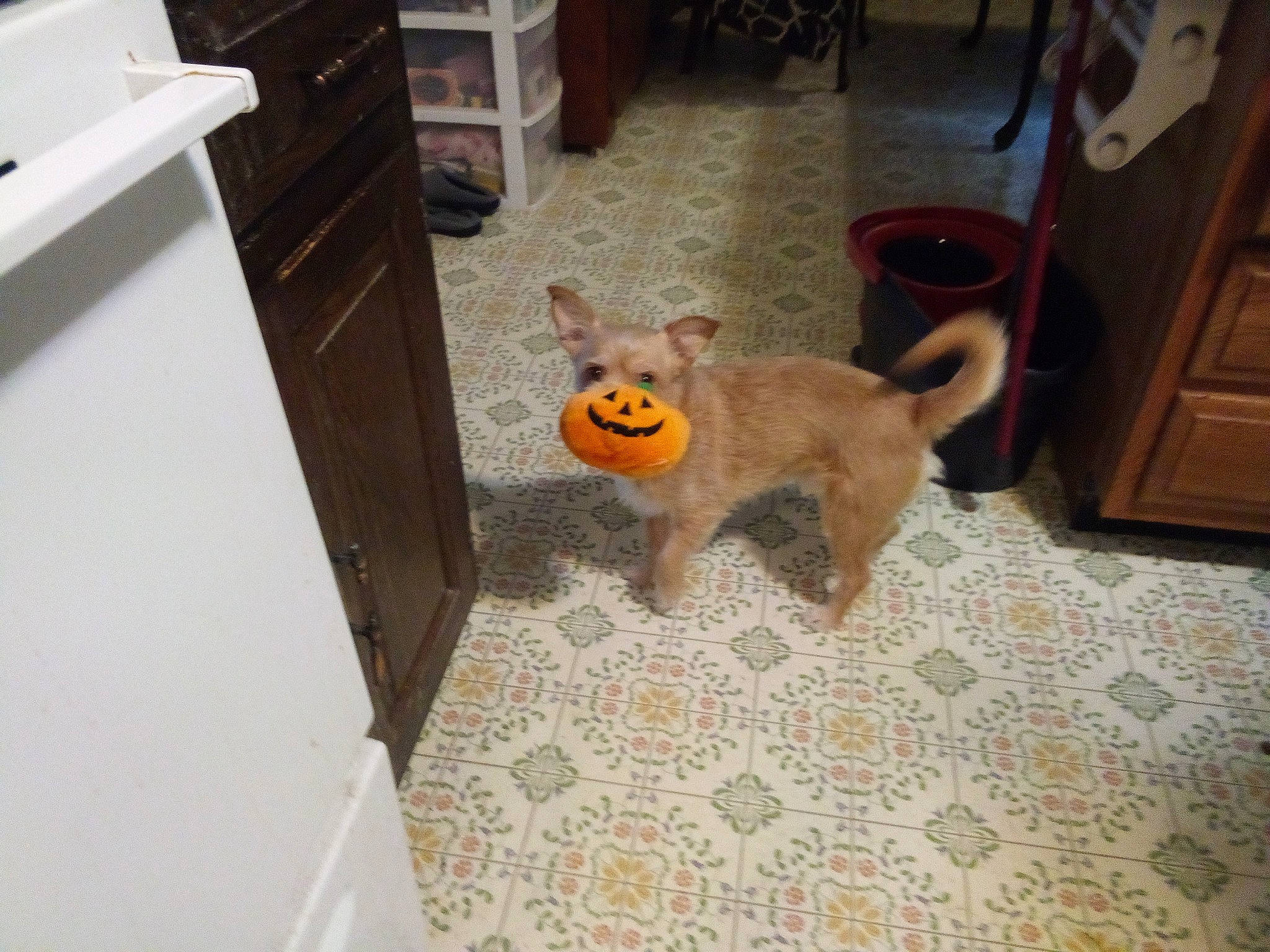 Mosie joined the competition — help win amazing prizes! cabinetry, carnivore, chihuahua, companion_dog, dog, dog_breed, dog_supply, fawn, floor, flooring, hardwood, pet_supply, snout, sporting_group, stuffed_toy, tail, toy, toy_dog, wood, wood_stain