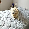 Marley a rejoint le concours — aidez-le/la à gagner de superbes lots ! dog, golden_retriever, pet, animal, canine, fluffy, cream_coat, happy, smiling, sitting, bed, bedroom, quilt, blanket, home, indoors, portrait, companion, cozy, household