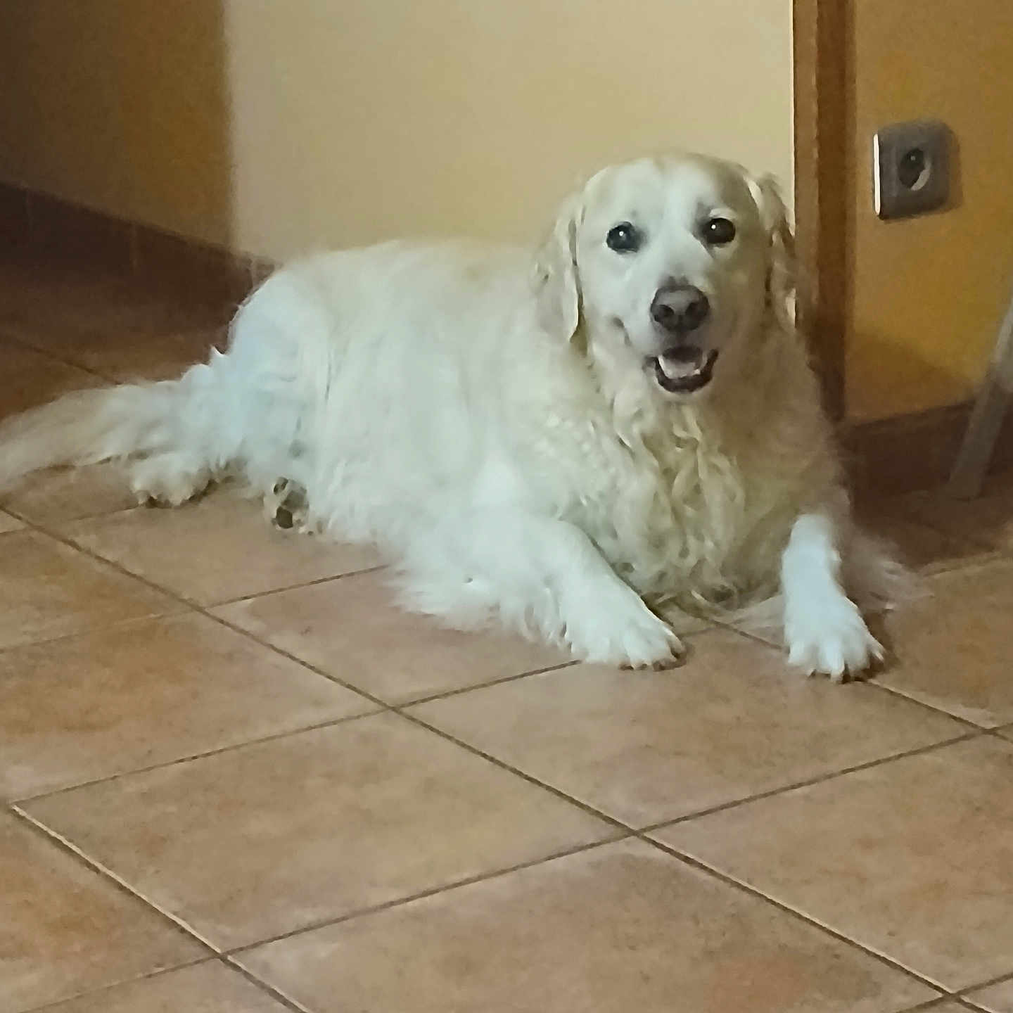 Marley participe au concours pour gagner de l'argent avec cette photo : dog, white_dog, fluffy, long_hair, lying_down, indoor, floor, tile, home, hallway, wall, doorway, light_switch, portrait, pet, canine, relaxed, open_mouth, looking_at_camera, white_fur