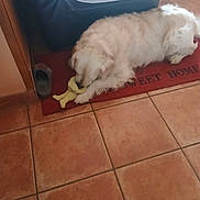 Marley participe au concours pour gagner de l'argent avec cette photo : dog, white_dog, fluffy, small_dog, pet, animal, lying_down, chew_toy, yellow_toy, doormat, indoor, home, entryway, tile_floor, furniture, couch, wood_trim, slippers, relaxed, playing