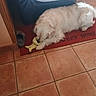 dog, white_dog, fluffy, small_dog, pet, animal, lying_down, chew_toy, yellow_toy, doormat, indoor, home, entryway, tile_floor, furniture, couch, wood_trim, slippers, relaxed, playing