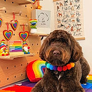 Tucker is registered to the contest to win money with this photo: dog, brown_dog, rainbow, colorful, pom_pom_collar, gnomes, heart_ornaments, alphabet_poster, dog_illustrations, rainbow_pillow, wooden_shelf, decorations, sign, indoor, cozy, cute, pet, floor_mat, happy, well_lit