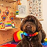 dog, brown_dog, rainbow, colorful, pom_pom_collar, gnomes, heart_ornaments, alphabet_poster, dog_illustrations, rainbow_pillow, wooden_shelf, decorations, sign, indoor, cozy, cute, pet, floor_mat, happy, well_lit
