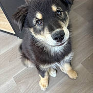 Bluey participe au concours pour gagner de l'argent avec cette photo : adorable, animal, black, canine, cute, dog, eyes, floor, fluffy, fur, furniture, indoor, looking_up, pet, portrait, puppy, sitting, tan, wood_floor, young_dog
