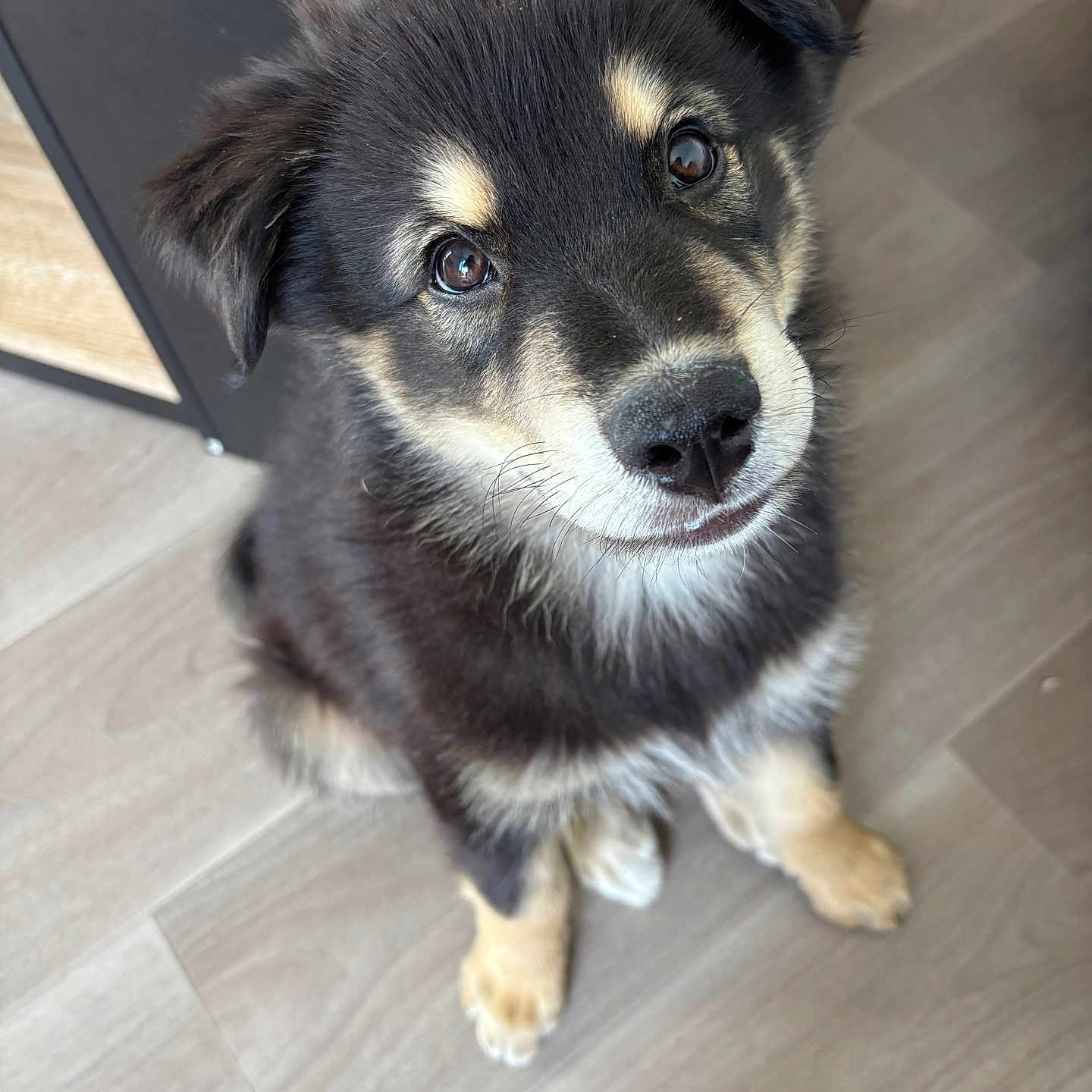 Bluey