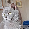 cat, gray_cat, yellow_eyes, indoor, pet, feline, whiskers, portrait, close_up, fur, animal, looking_away, cozy, framed_pictures, wall_art, domestic_cat, soft_lighting, ears, nose, bed