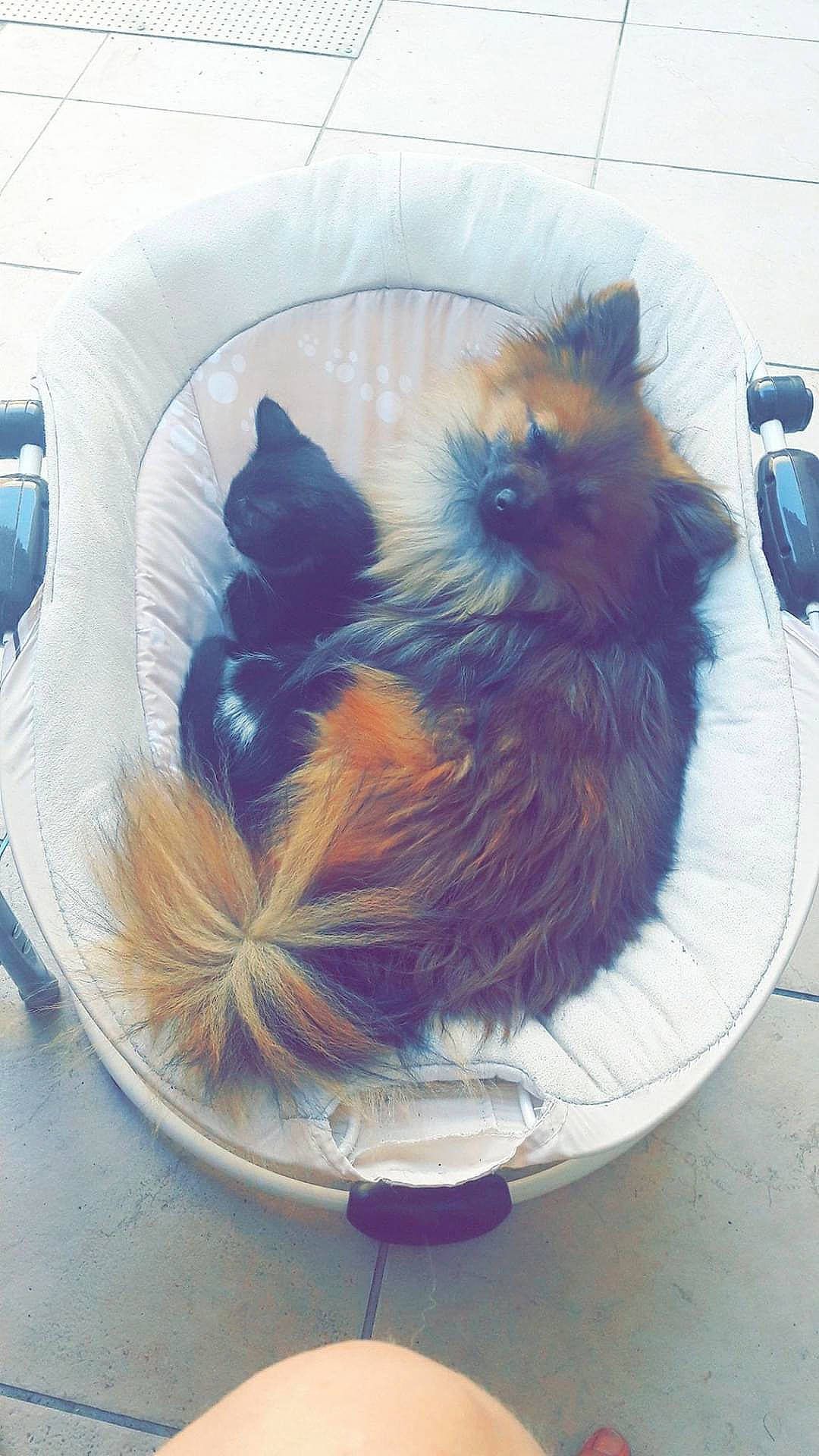 Nachos a rejoint le concours — aidez-le/la à gagner de superbes lots ! canidae, carnivore, cat, dog_breed, fawn, felidae, kitten, pomeranian, spitz, tail, whiskers