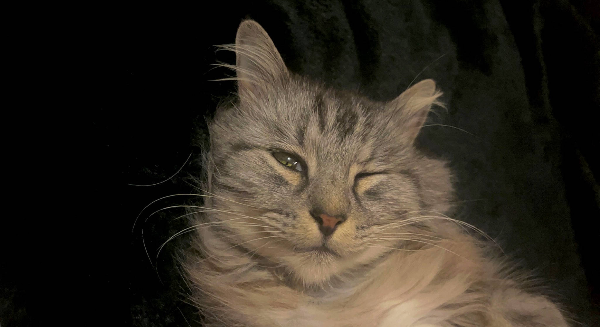 Prince joined the competition — help win amazing prizes! carnivore, cat, darkness, domestic_short_haired_cat, felidae, fur, maine_coon, small_to_medium_sized_cats, snout, terrestrial_animal, whiskers