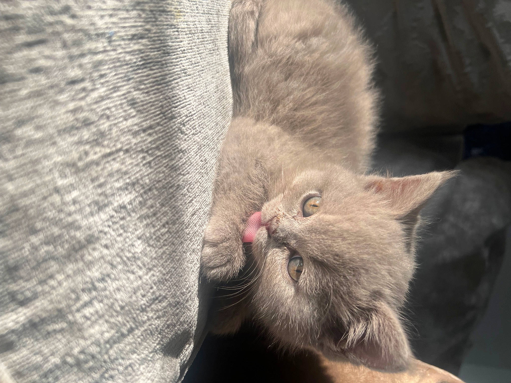 Baloo is registered to the contest to win money with this photo: carnivore, cat, claw, comfort, domestic_short_haired_cat, ear, eye, fang, fawn, felidae, fur, grey, nap, paw, sleep, small_to_medium_sized_cats, snout, tail, terrestrial_animal, whiskers