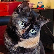 Luna is registered to the contest to win money with this photo: cat, tortoiseshell_cat, feline, pet, closeup, portrait, green_eyes, whiskers, fur, head_tilt, curious, indoor, chair, dresser, domestic_animal, looking_at_camera, sitting, portrait_photography, cute, animal