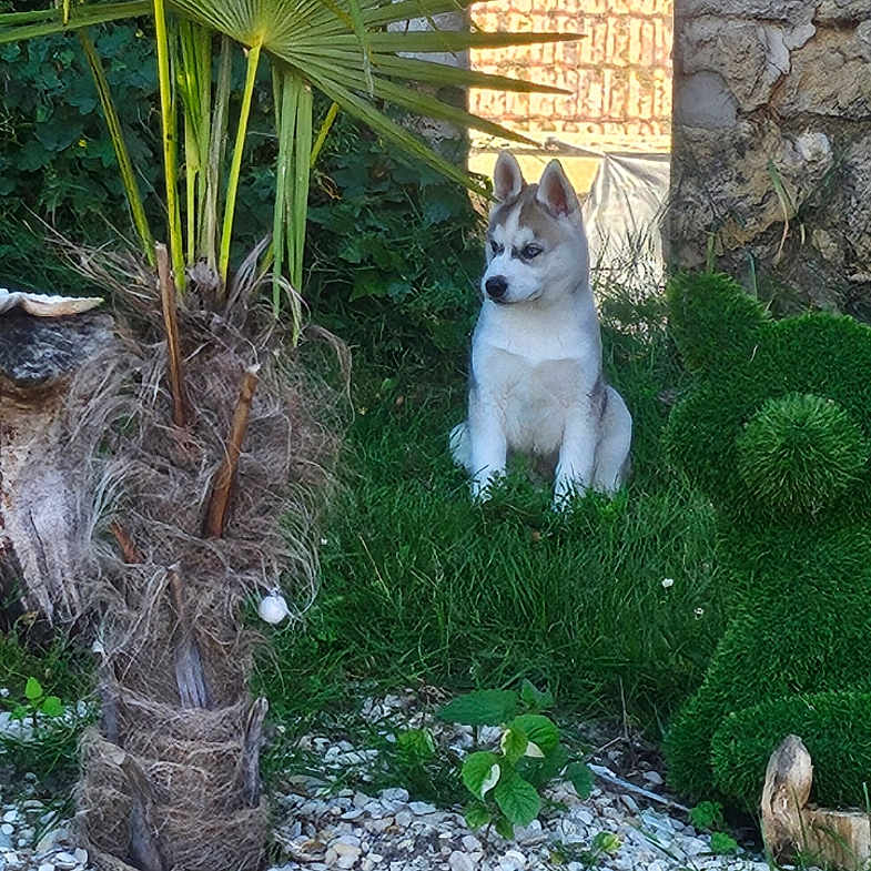 Ice participe au concours pour gagner de l'argent avec cette photo : animal, bushes, curious, dog, ears, fur, garden, grass, greenery, husky, nature, outdoor, palm_tree, pet, plants, puppy, sitting, stone_wall, sunlight, young_dog
