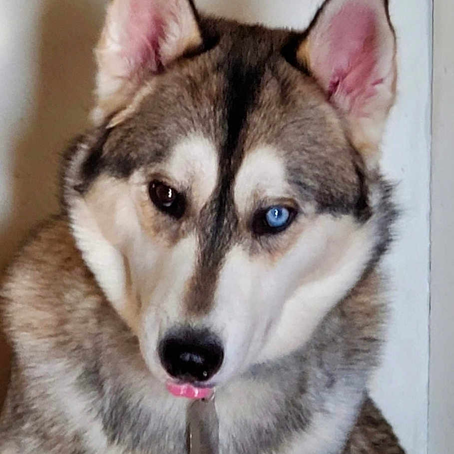 Trevor joined the competition — help win amazing prizes! animal, bodypart, canine, dog, eskimodog, husky, mouth, nature, outdoors, person, pet, puppy, snout, snow, tongue, whitedog