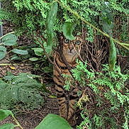 Daisey is registered to the contest to win money with this photo: cat, greenery, plants, bush, garden, leaves, outdoor, animal, nature, camouflage, feline, eyes, wild, ground, branches, brown, striped, curious, hidden, environment