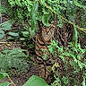 cat, greenery, plants, bush, garden, leaves, outdoor, animal, nature, camouflage, feline, eyes, wild, ground, branches, brown, striped, curious, hidden, environment