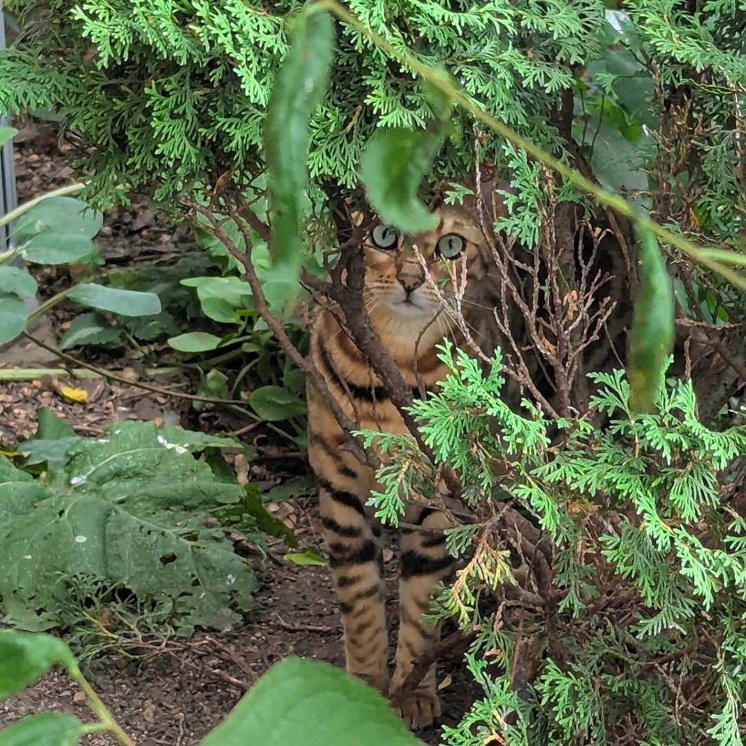 Daisey is registered to the contest to win money with this photo: cat, greenery, plants, bush, garden, leaves, outdoor, animal, nature, camouflage, feline, eyes, wild, ground, branches, brown, striped, curious, hidden, environment