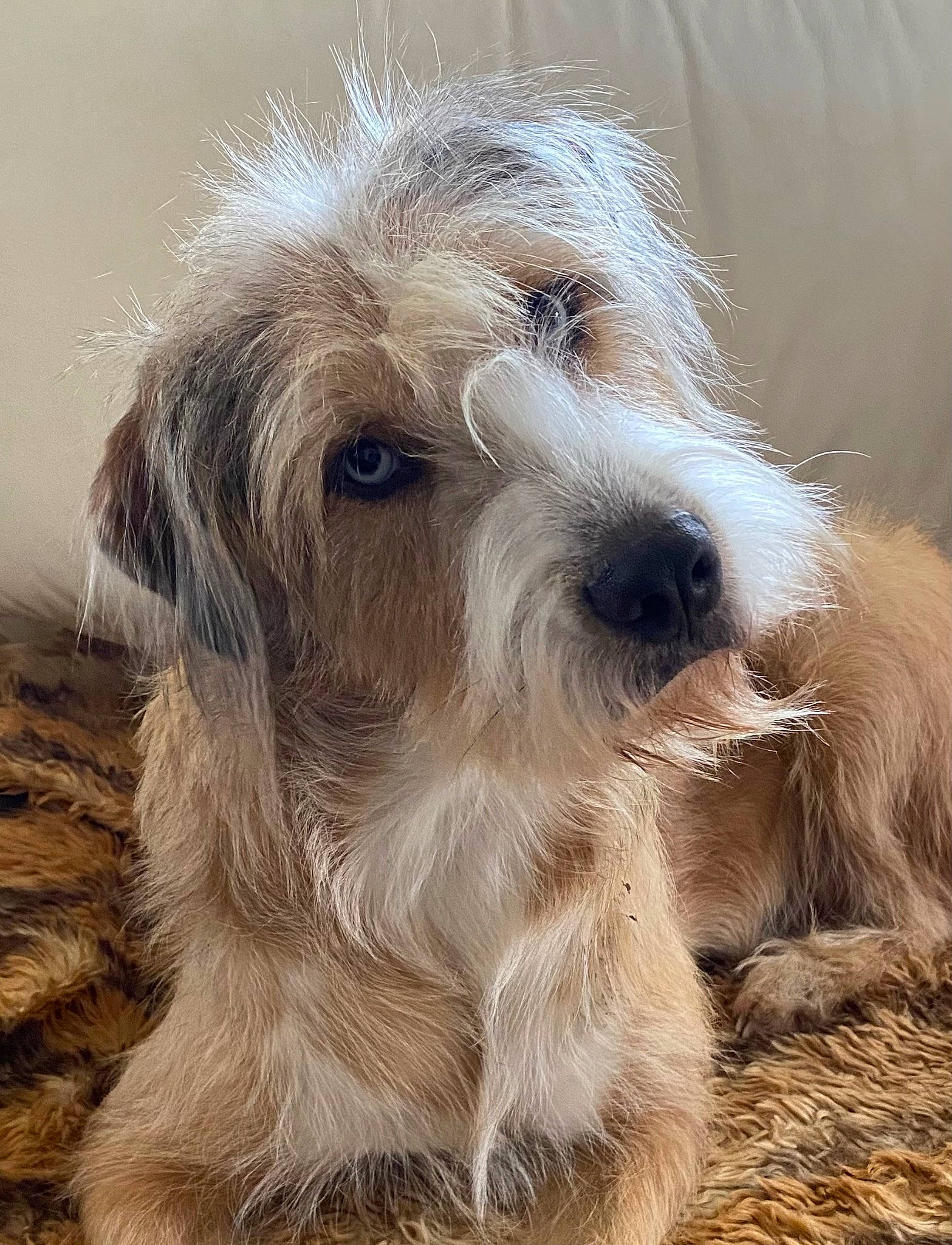 Théia participe au concours pour gagner de l'argent avec cette photo : briquet_griffon_vendeen, canidae, carnivore, companion_dog, dog, dog_breed, fur, hound, hunting_dog, liver, puppy, small_terrier, snout, sporting_group, terrestrial_animal, terrier, toy_dog, water_dog, wood, working_animal