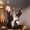 basket, black_and_white, brass, cat, closeup, curious, decor, furniture, indoor, kitten, lamp, paw, pet, playful, soft_light, stained_glass, table, vintage, whiskers, wood